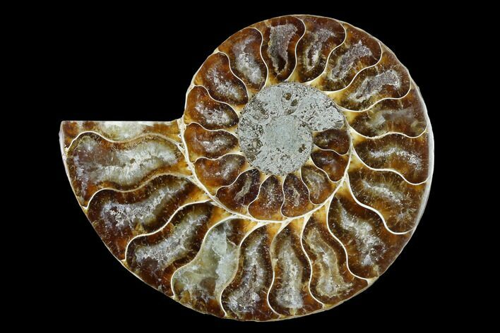 Cut & Polished Ammonite Fossil (Half) - Agate Replaced #146134